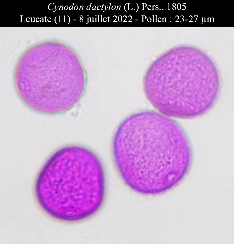 Cynodon dactylon #75835