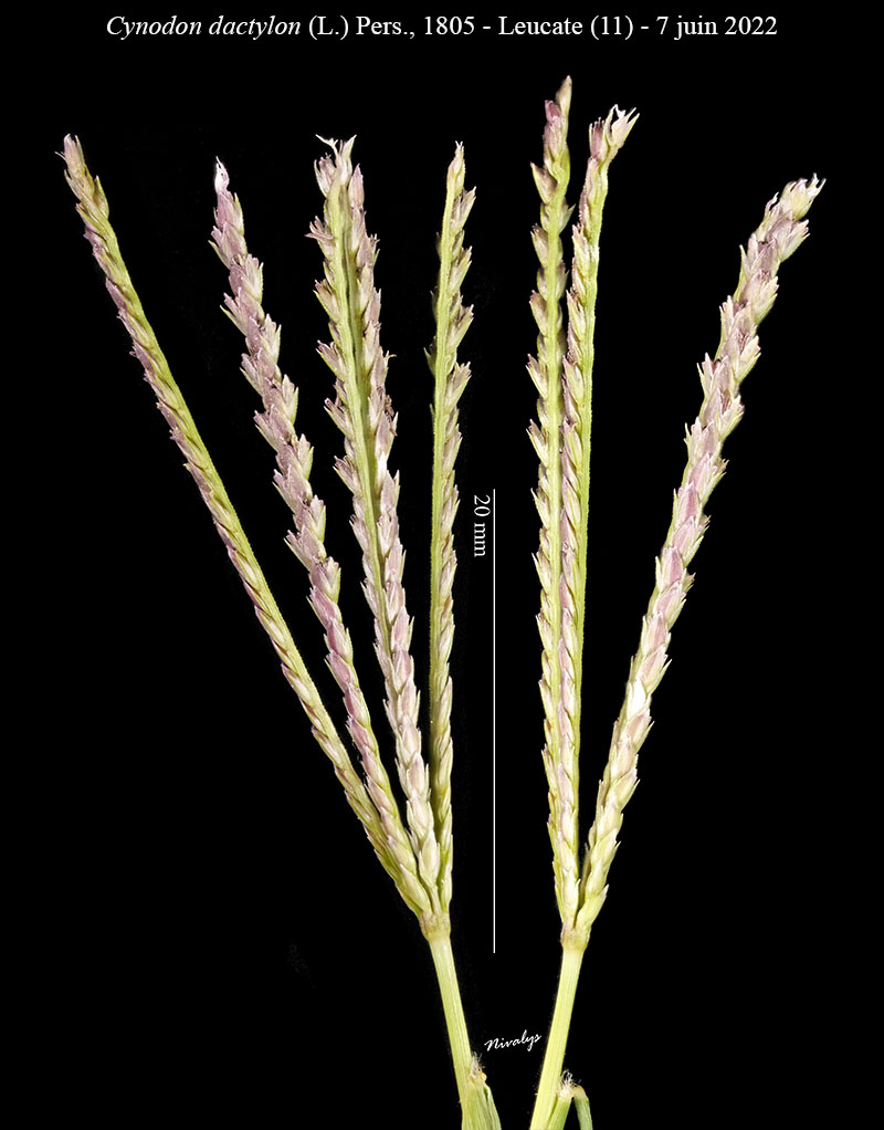 Cynodon dactylon #75834