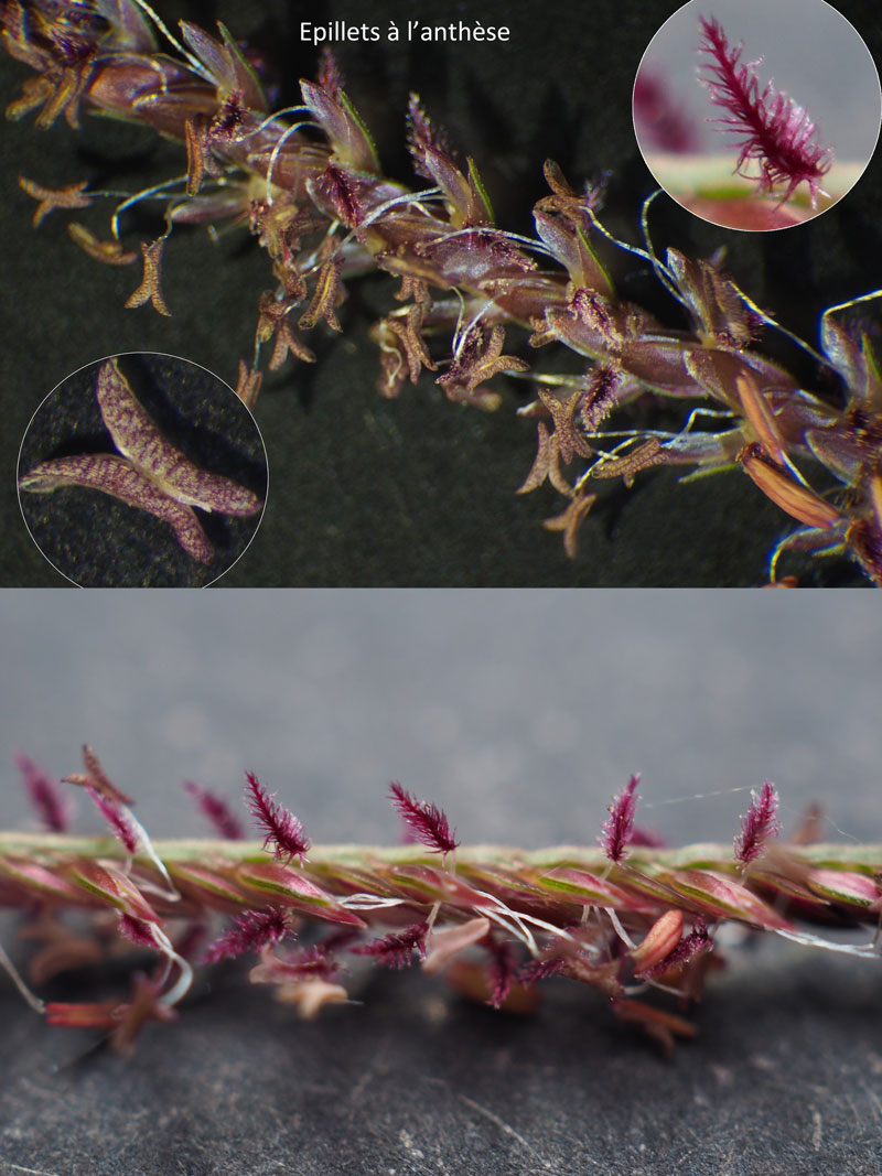 Cynodon dactylon (L .) Pers. : poacée des champs cultivés #60333