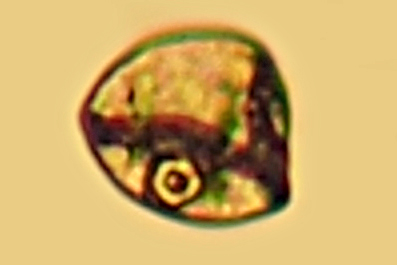 Cynodon dactylon #75845