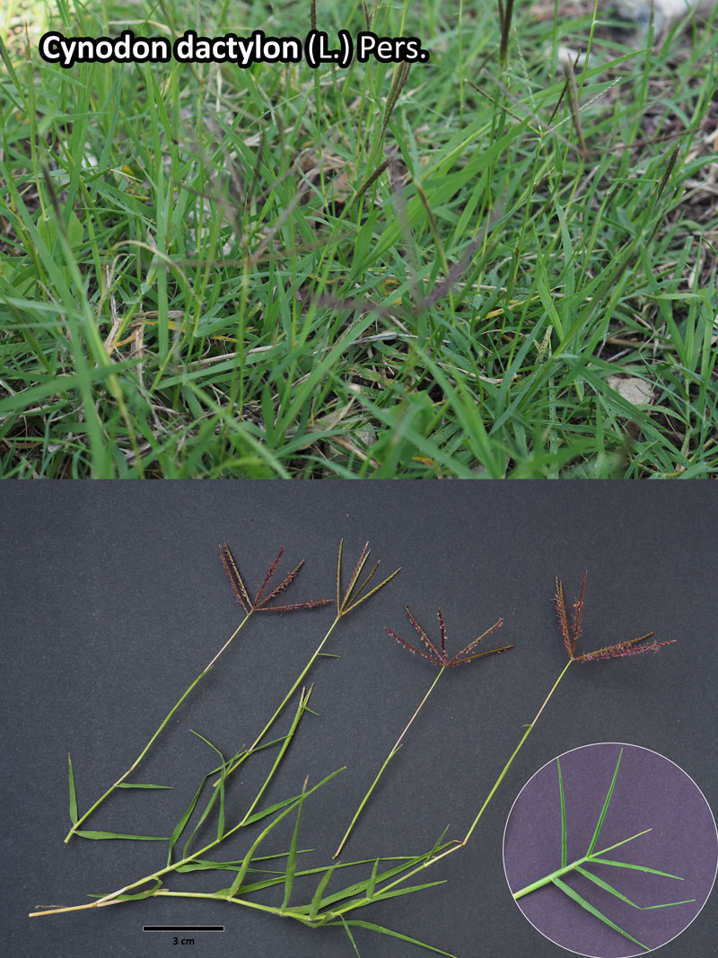 Cynodon dactylon (L .) Pers. : poacée des champs cultivés #60337
