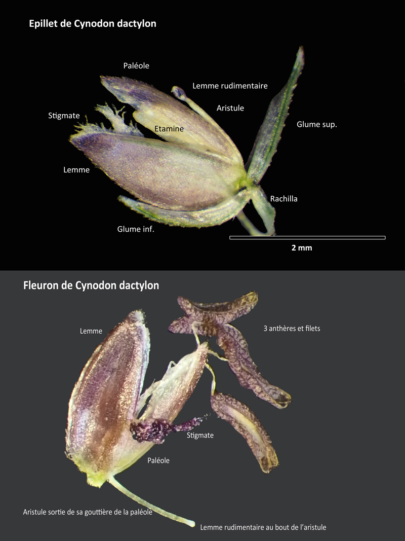 Cynodon dactylon (L .) Pers. : poacée des champs cultivés #60334