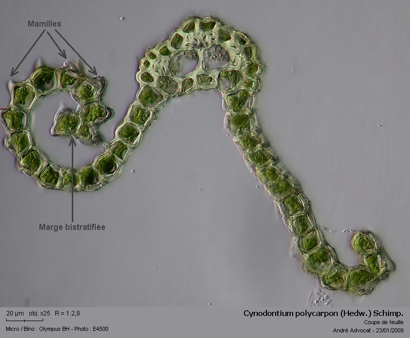 Cynodontium polycarpon (Hedw.) Schimp. #34986