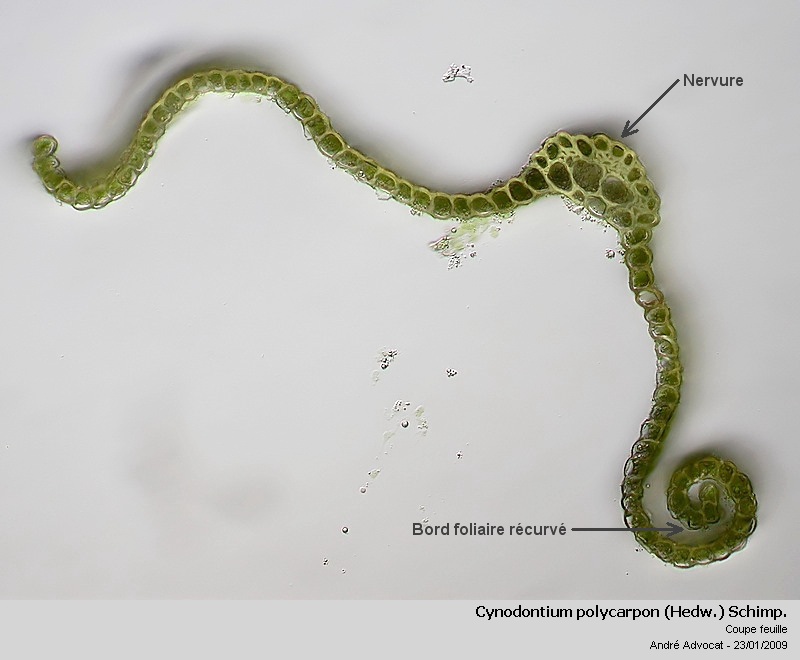 Cynodontium polycarpon (Hedw.) Schimp. #7988