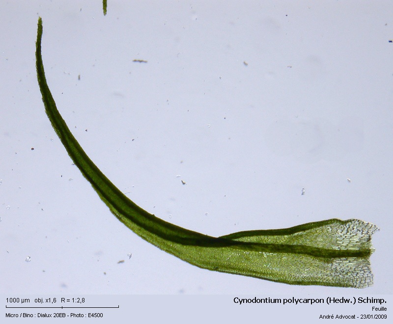 Cynodontium polycarpon (Hedw.) Schimp. #7976