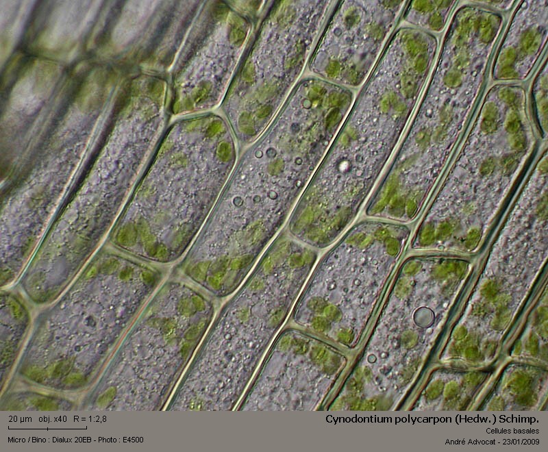 Cynodontium polycarpon (Hedw.) Schimp. #7977