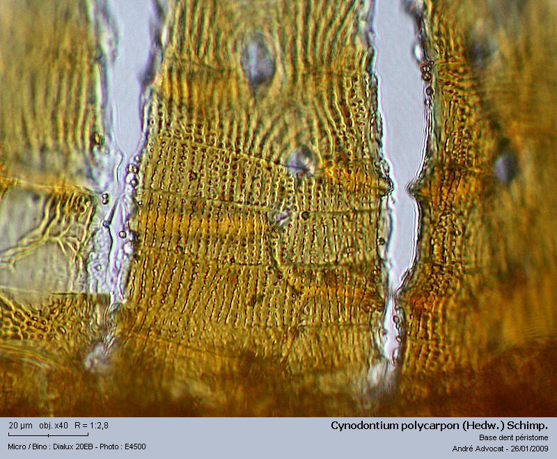Cynodontium polycarpon (Hedw.) Schimp. #34989