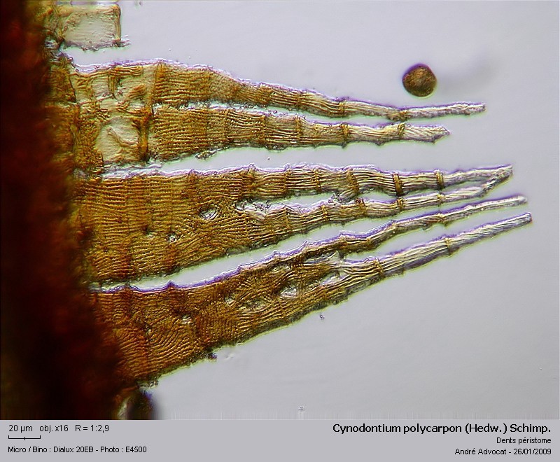 Cynodontium polycarpon (Hedw.) Schimp. #34988