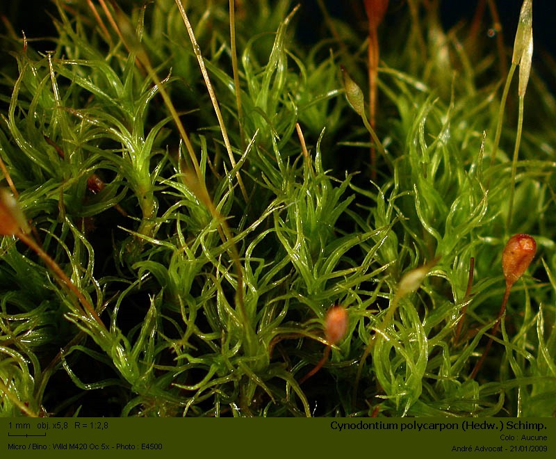 Cynodontium polycarpon (Hedw.) Schimp. #7978