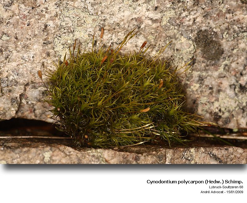 Cynodontium polycarpon (Hedw.) Schimp. #7973