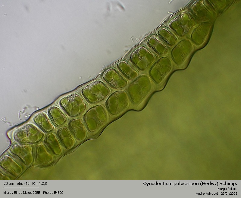 Cynodontium polycarpon (Hedw.) Schimp. #34985