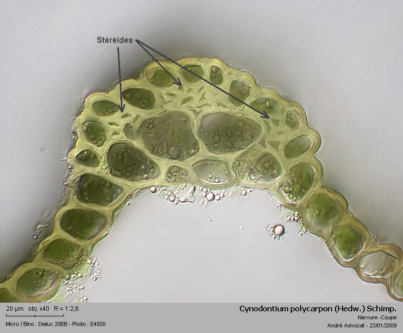 Cynodontium polycarpon (Hedw.) Schimp. #7990