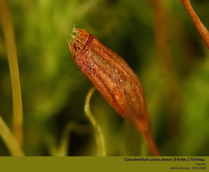 Cynodontium polycarpon (Hedw.) Schimp. #34987