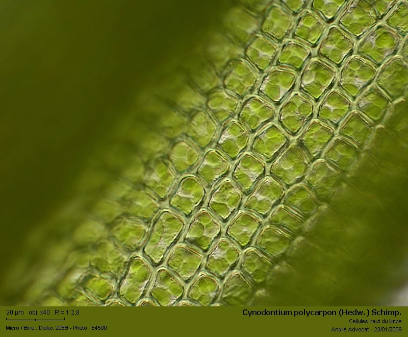Cynodontium polycarpon (Hedw.) Schimp. #7987