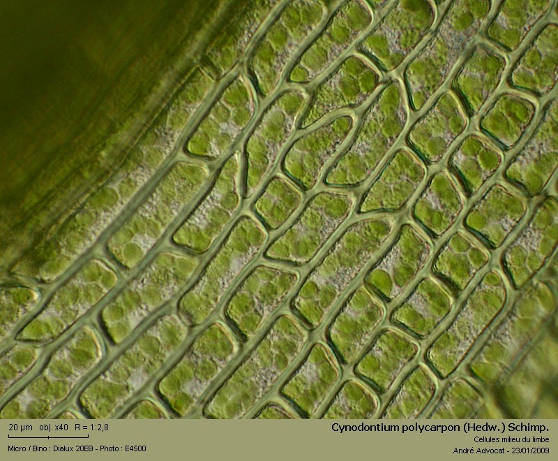 Cynodontium polycarpon (Hedw.) Schimp. #7986