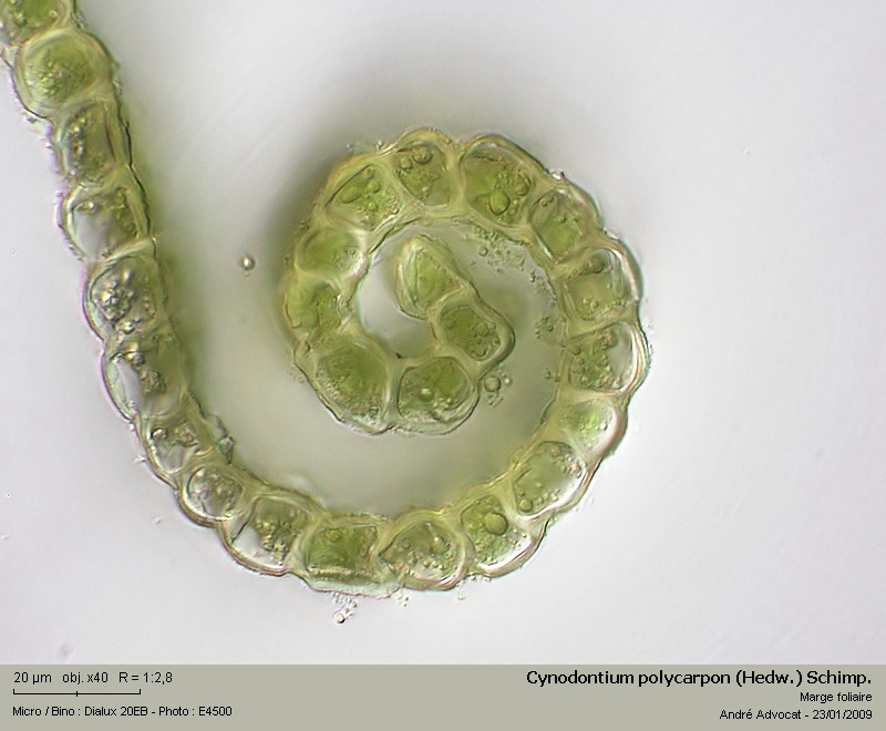 Cynodontium polycarpon (Hedw.) Schimp. #7989