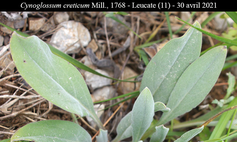 Cynoglossum creticum Miller, 1768 #66508