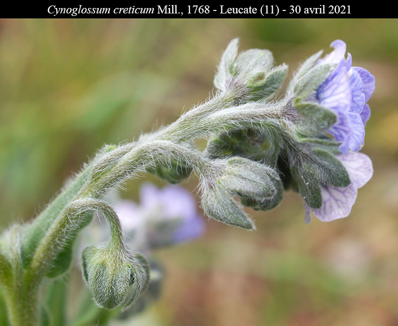 Cynoglossum creticum Miller, 1768 #66510