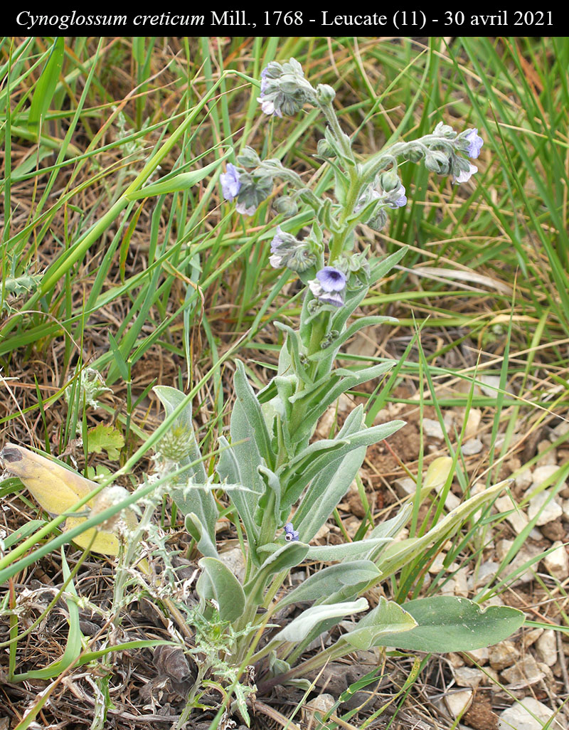 Cynoglossum creticum Miller, 1768 #66507