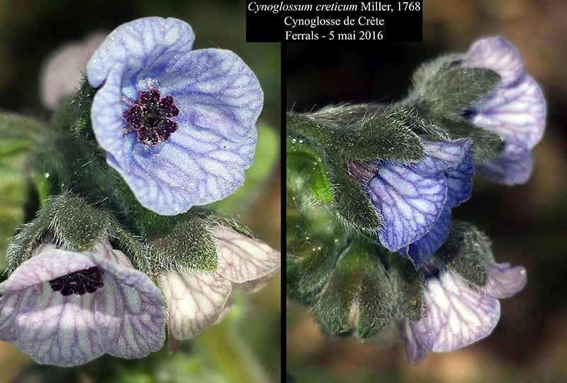 Cynoglossum creticum Miller, 1768 #45207