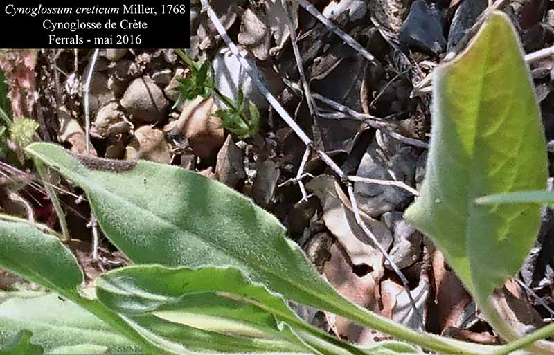 Cynoglossum creticum Miller, 1768 #45205
