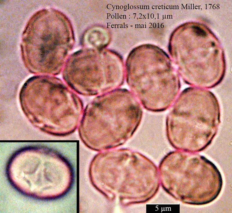 Cynoglossum creticum Miller, 1768 #45208