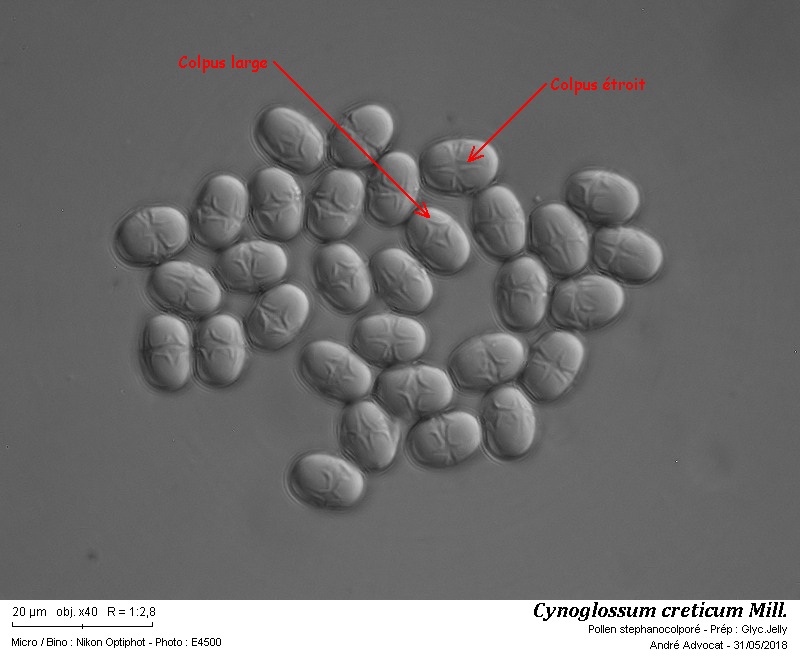 Cynoglossum creticum Mill. #54976