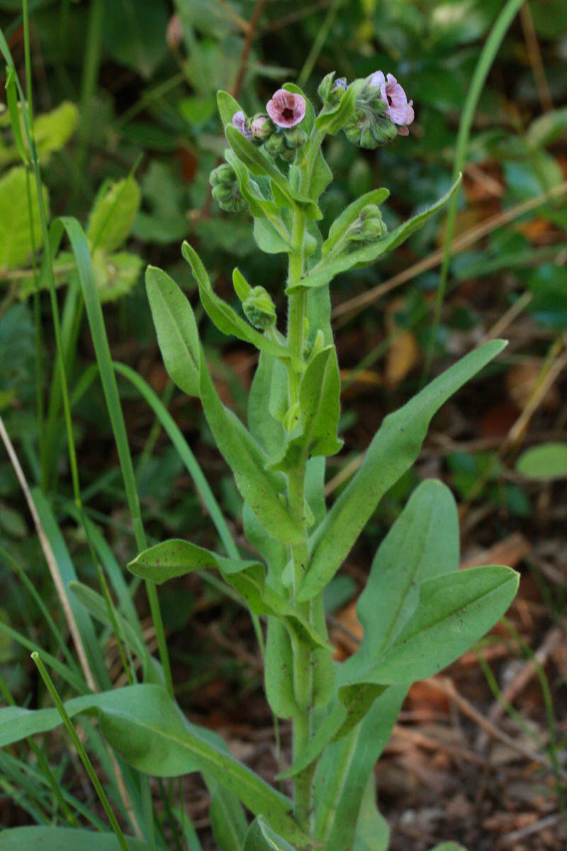 Cynoglossum creticum Mill. #54974