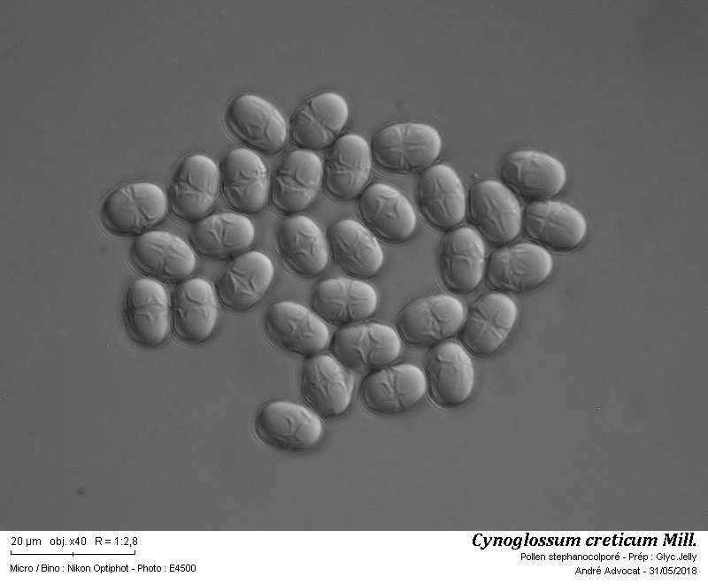 Cynoglossum creticum Mill. #54975