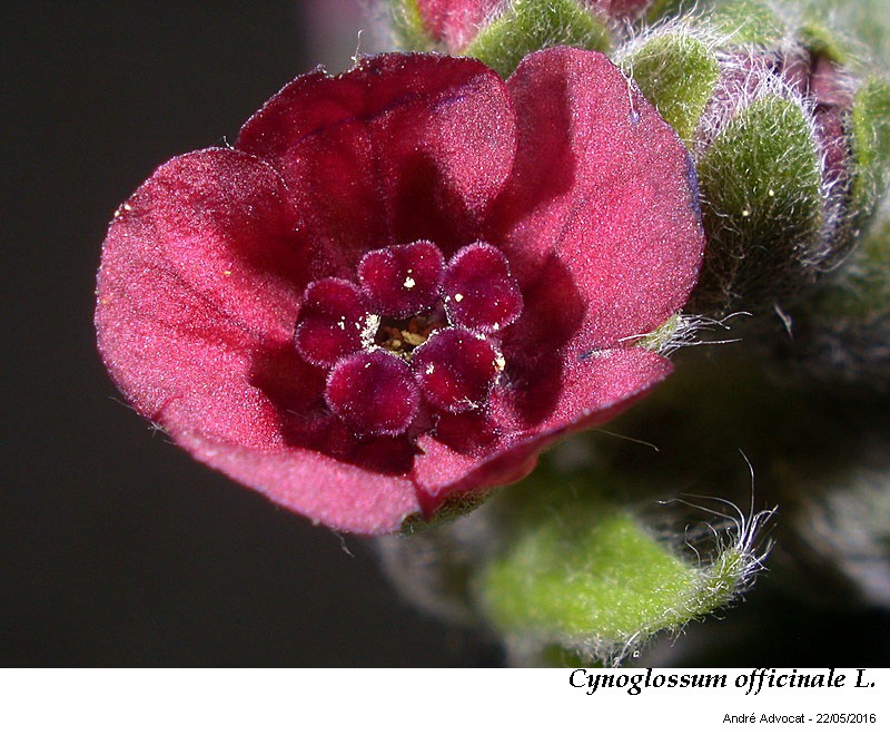 Cynoglossum officinale L. #45327