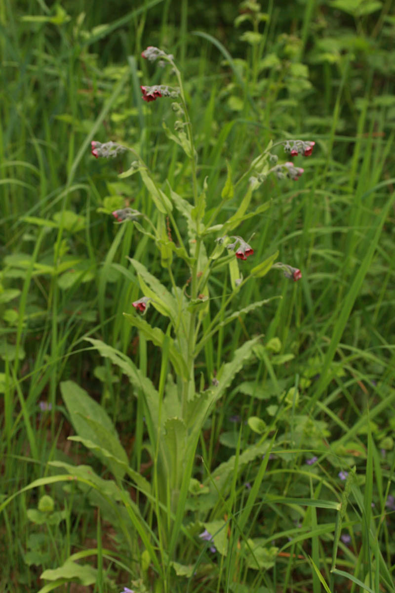 Cynoglossum officinale L. #45324