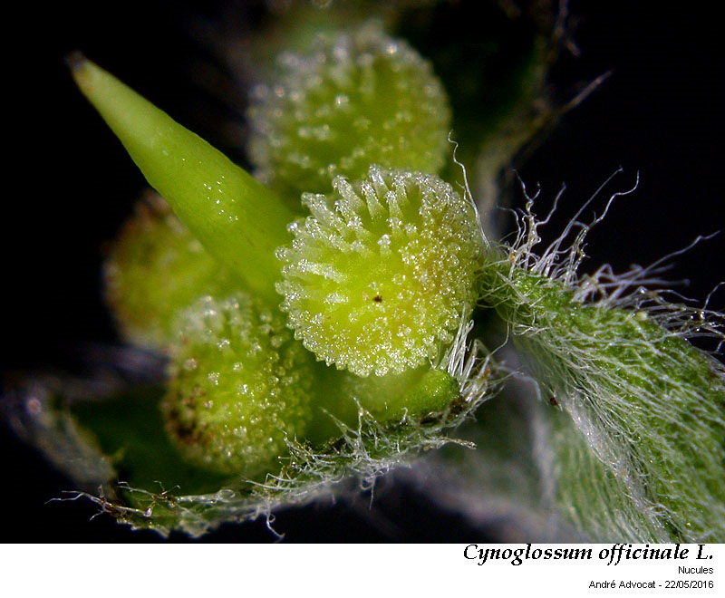 Cynoglossum officinale L. #45329