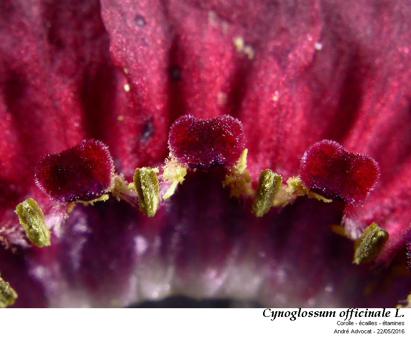 Cynoglossum officinale L. #45328