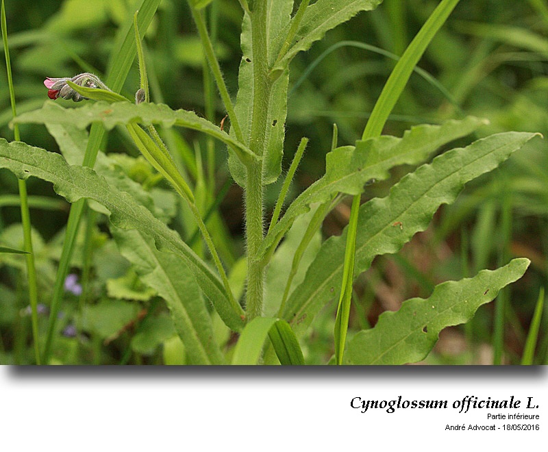 Cynoglossum officinale L. #45325