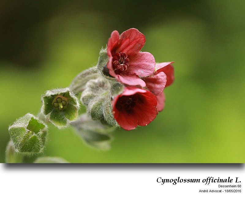 Cynoglossum officinale L. #45326