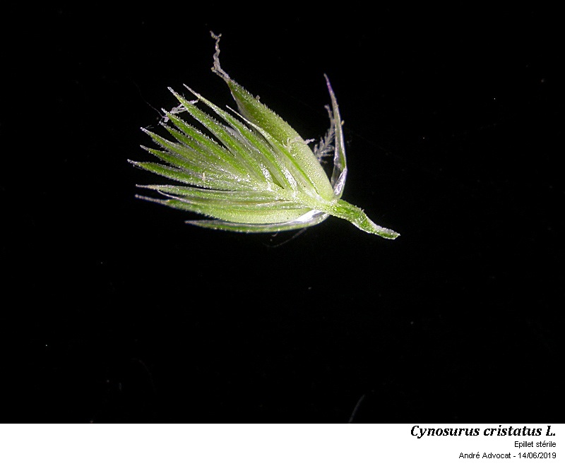 Cynosurus cristatus L. #59785