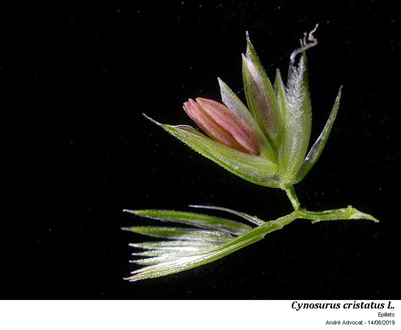 Cynosurus cristatus L. #59784