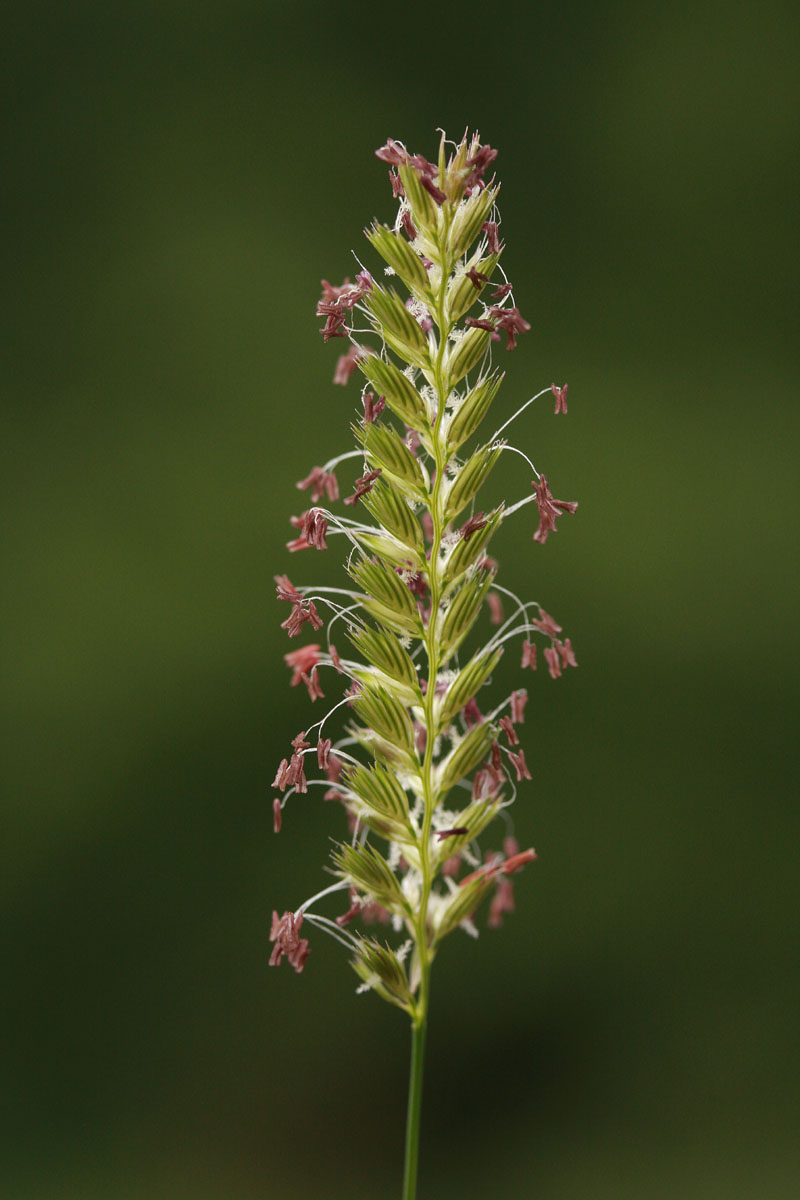 Cynosurus cristatus L. #59783