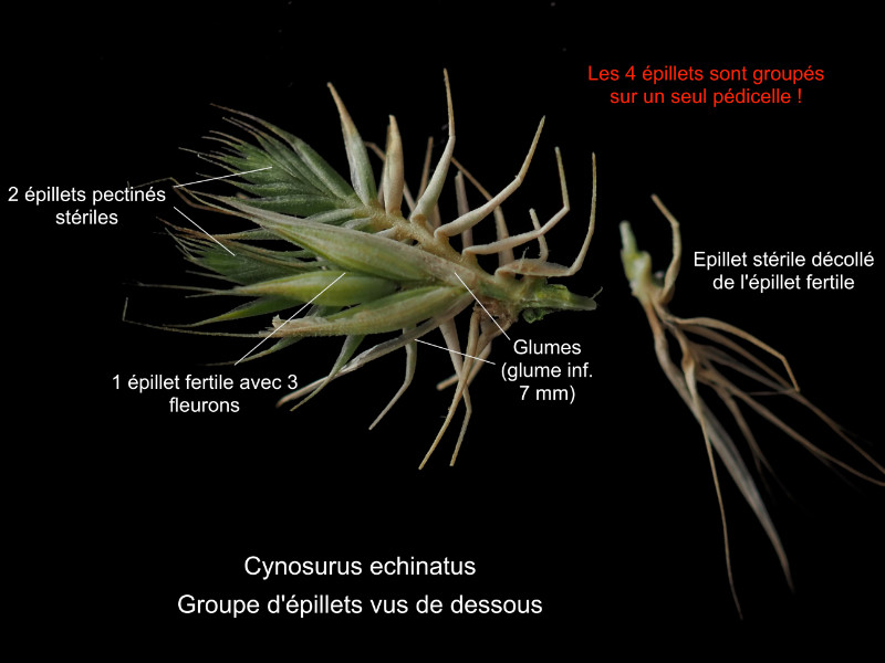 Cynosurus echinatus L. #86341