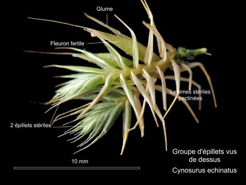 Cynosurus echinatus L. #86342