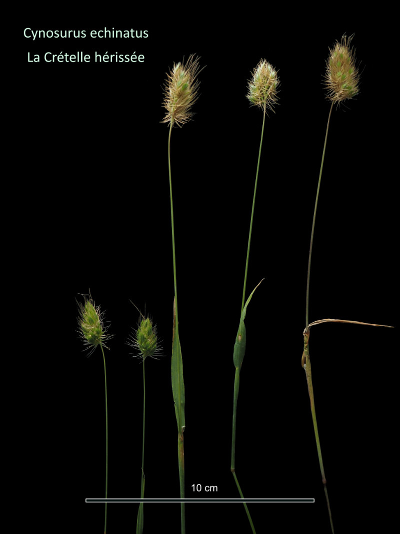 Cynosurus echinatus L. #86339