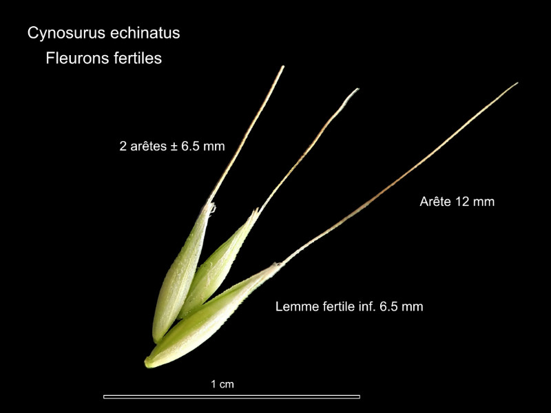 Cynosurus echinatus L. #86343