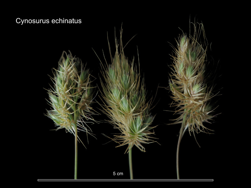 Cynosurus echinatus L. #86340