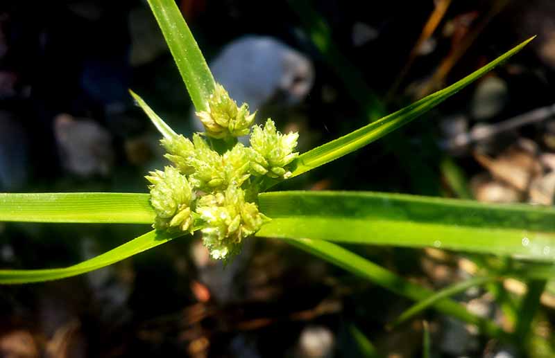 Cyperus eragrostis #51964