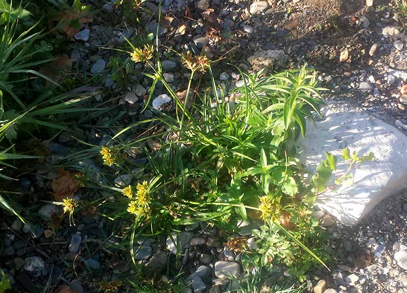 Cyperus eragrostis #51963