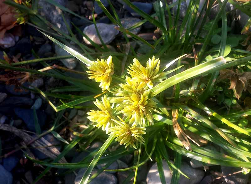 Cyperus eragrostis #51965