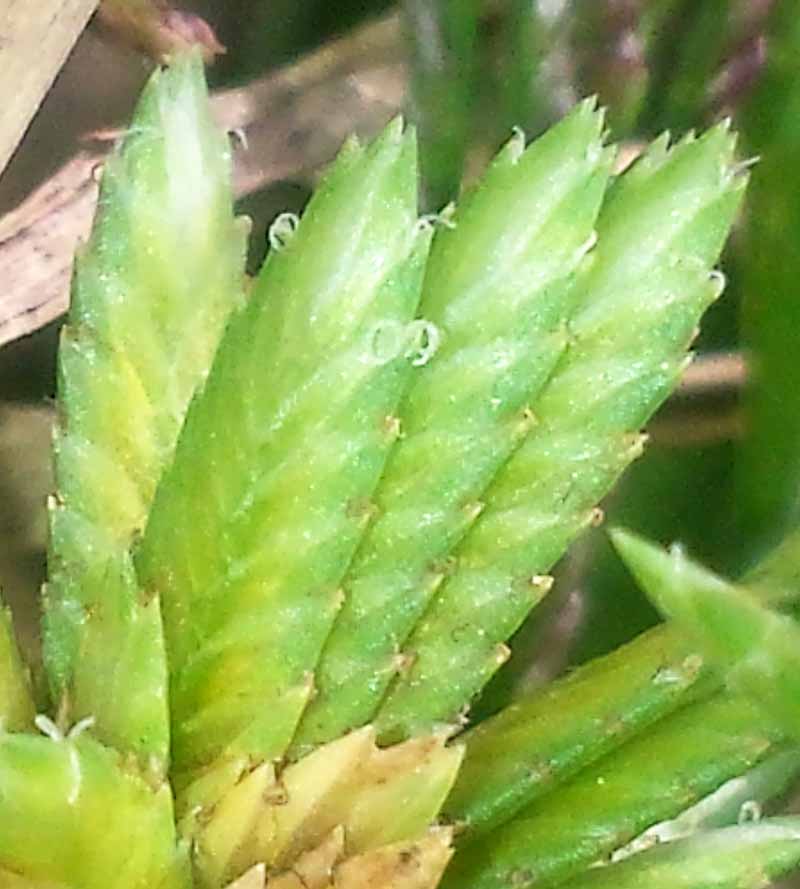 Cyperus eragrostis #51968