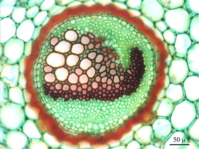 Cyrtomium falcatum, histologie. #16402