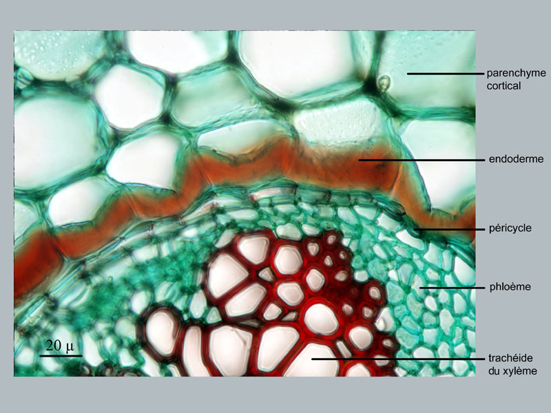 Cyrtomium falcatum, histologie. #16403