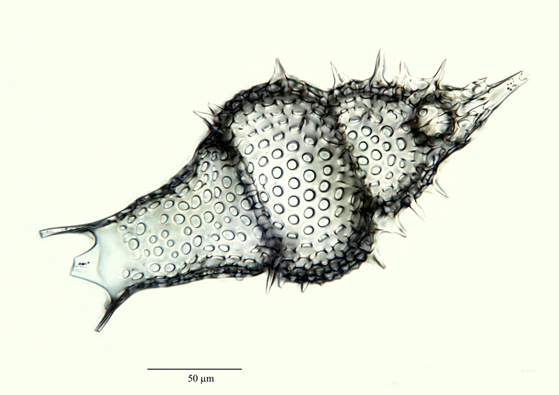 Cyrtophormis armata Hckl. #21000